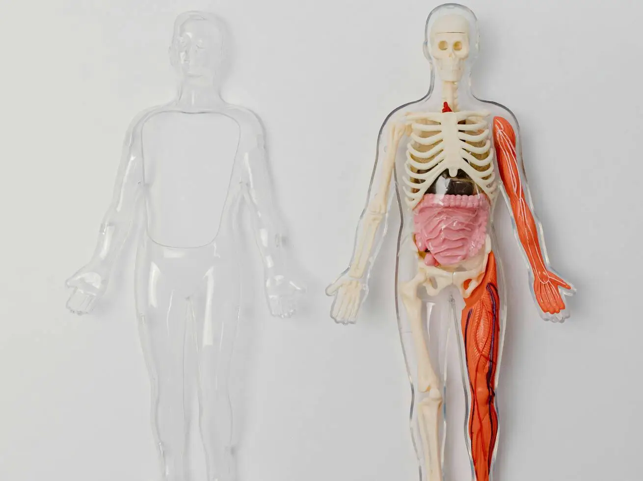 L3 Anatomy & Physiology