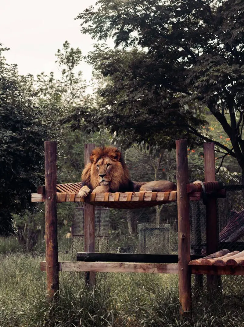 Safari Staycation