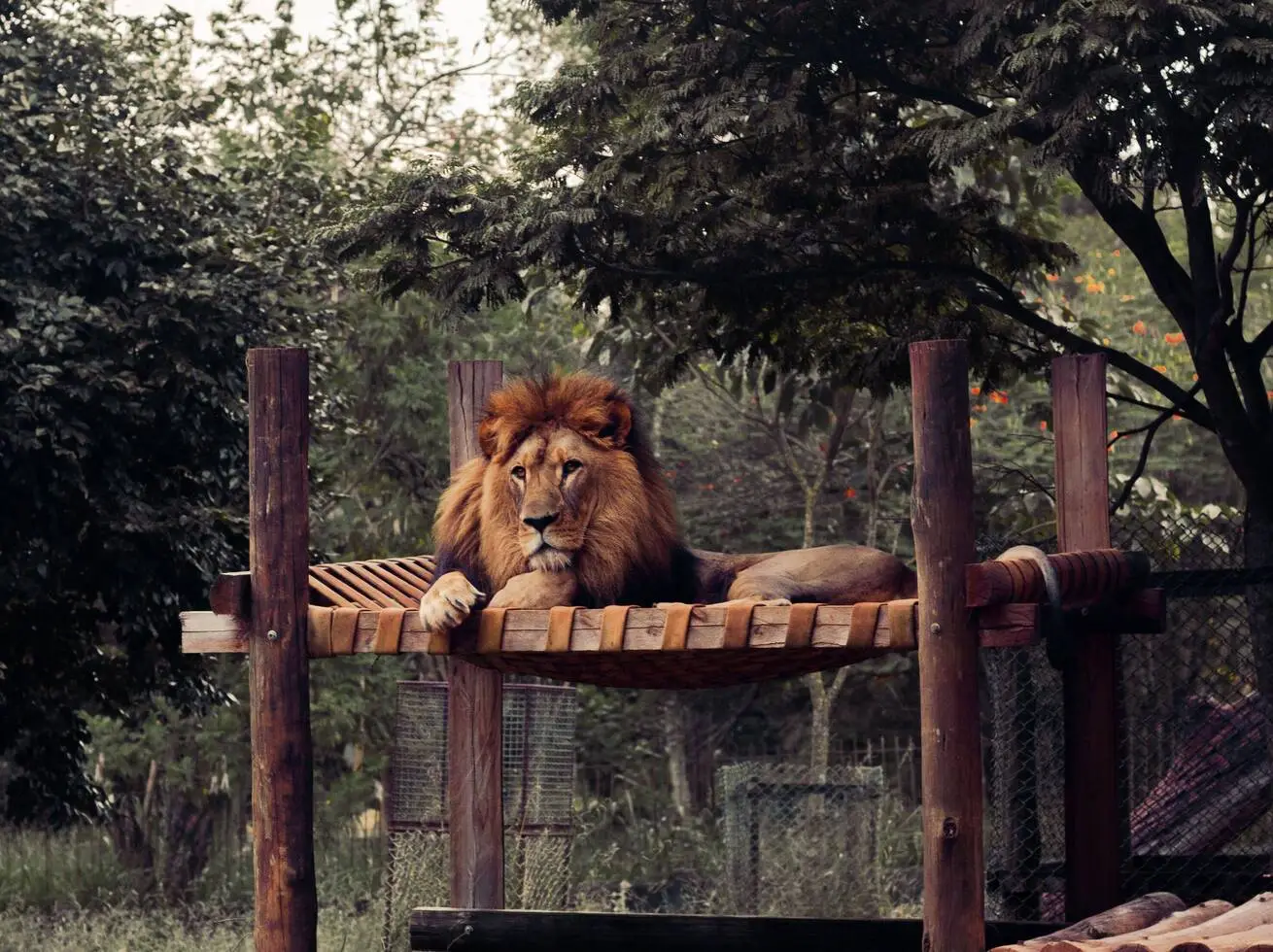 Safari Staycation
