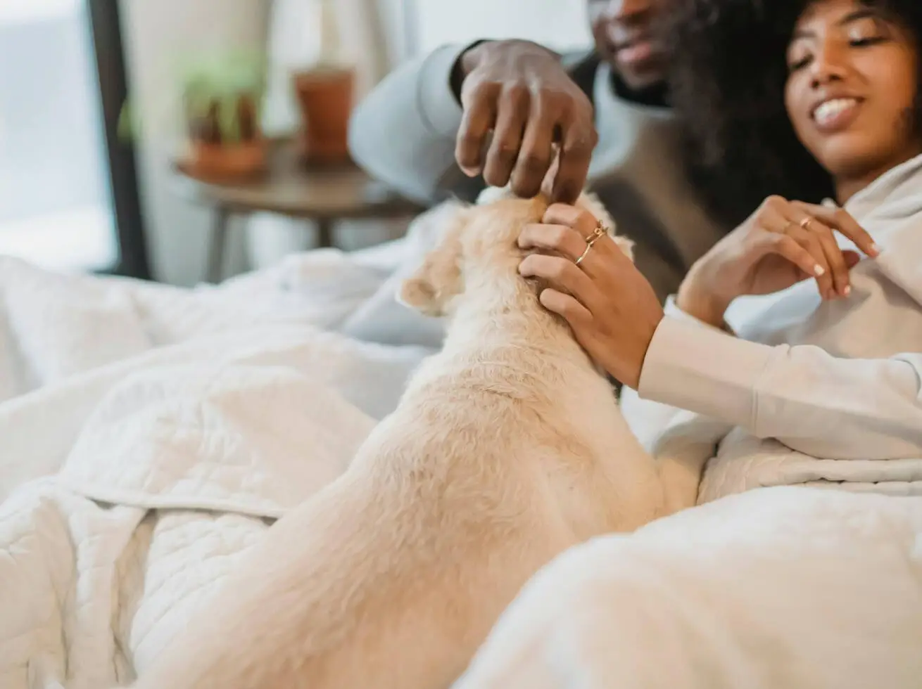 Pawfect Dreams