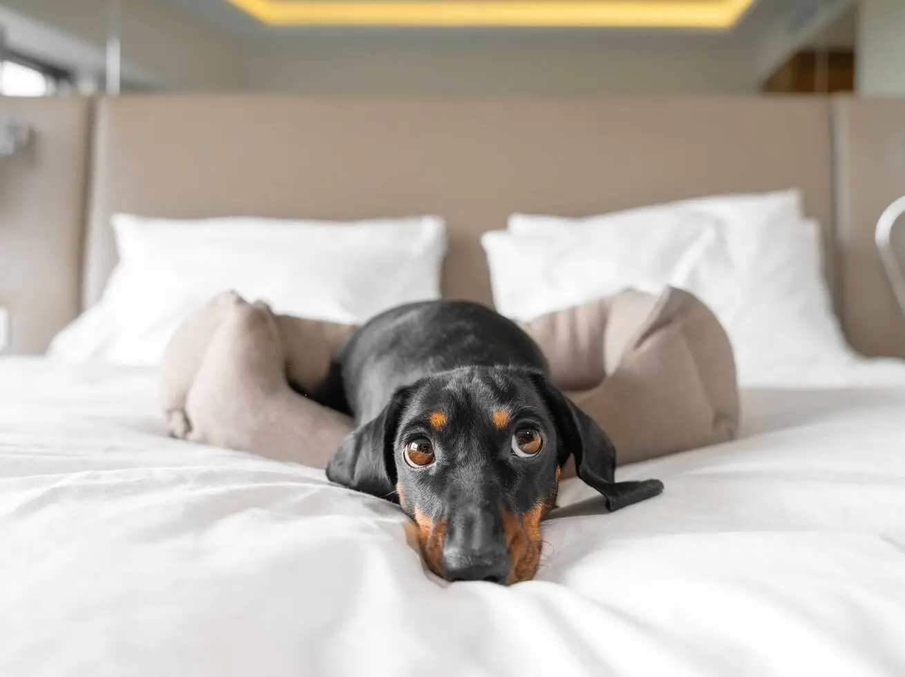 Dog-friendly rooms