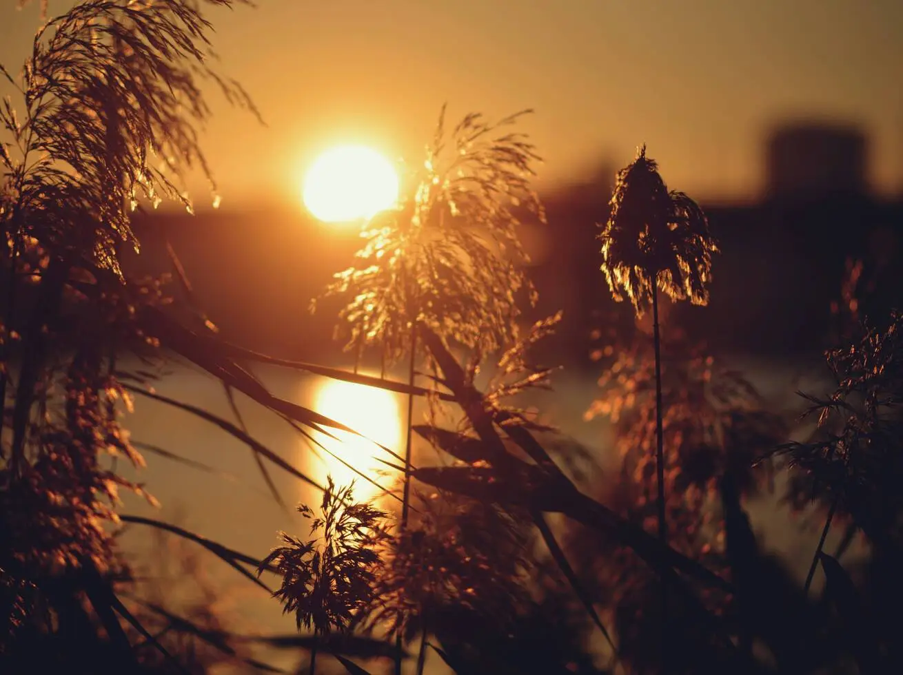Summer Solstice Celebration