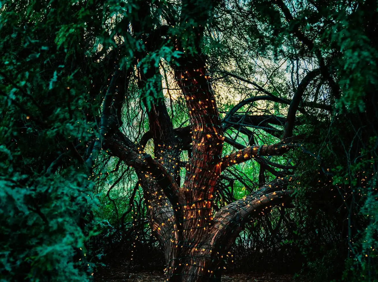 Woodland Meditation